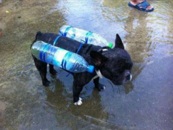 Chú chó đeo phao tự chế và câu chuyện phía sau khiến nhiều người nghẹn ngào