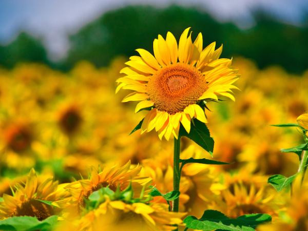 Ký ức học trò: Khu vườn bí mật