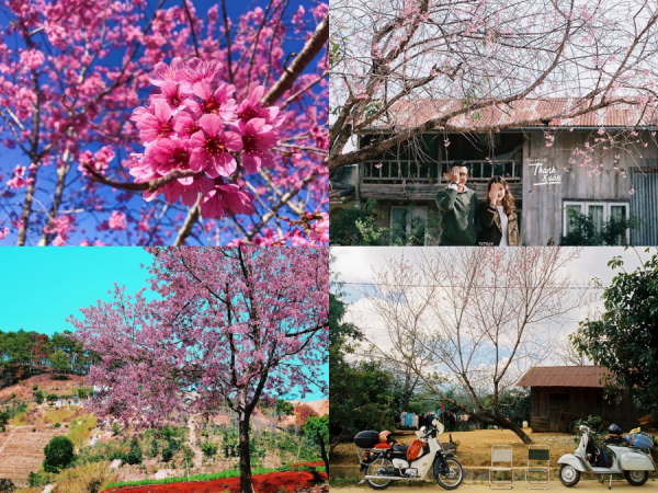 Ngắm mai anh đào nở rộ khắp trời Đà Lạt, đẹp say lòng người trong dịp Xuân về