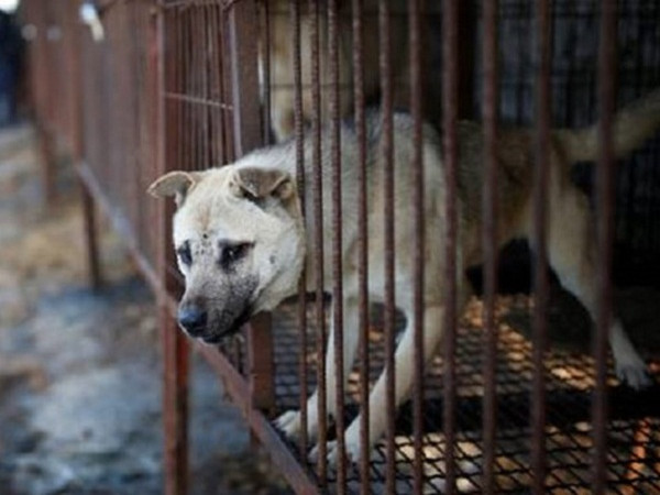 Đài Loan sẽ khởi tố 2 lao động Việt về tội làm thịt chó