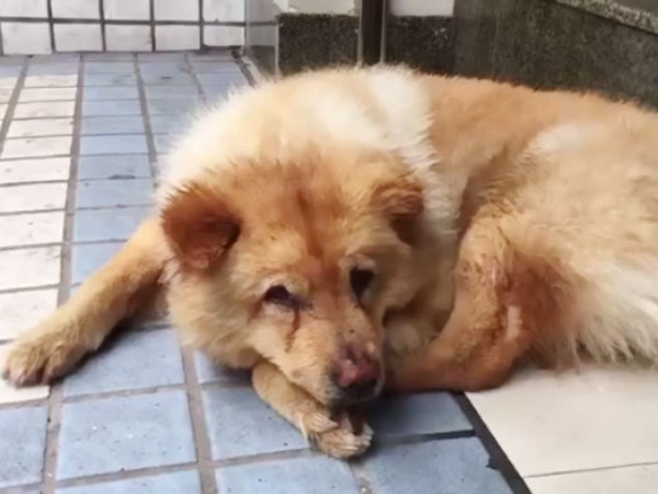 Chú chó trung thành và câu chuyện lay động trái tim không kém chó Hachiko của Nhật Bản