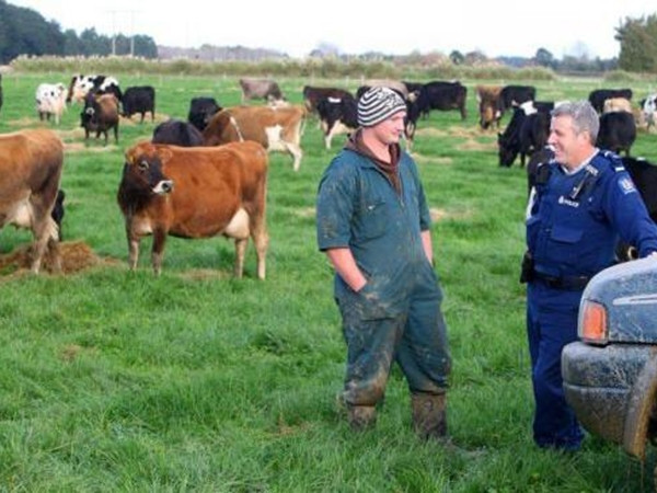 Chuyện ly kỳ như phim về một chú bò bị trầm cảm và một chú dê trị liệu