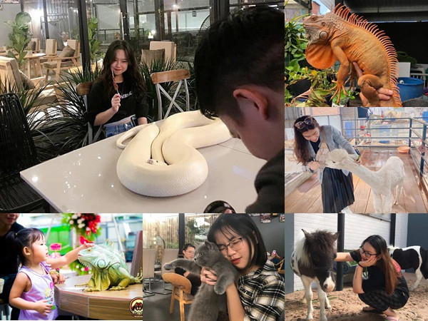 Quán cà phê TP.HCM cho khách check-in cùng kỳ nhông, chó Bull tiền tỷ