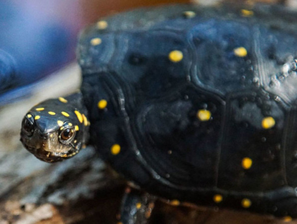 Trung Quốc: Tiếp viên hàng không buôn lậu hàng chục con rùa trị giá gần 1 tỷ đồng