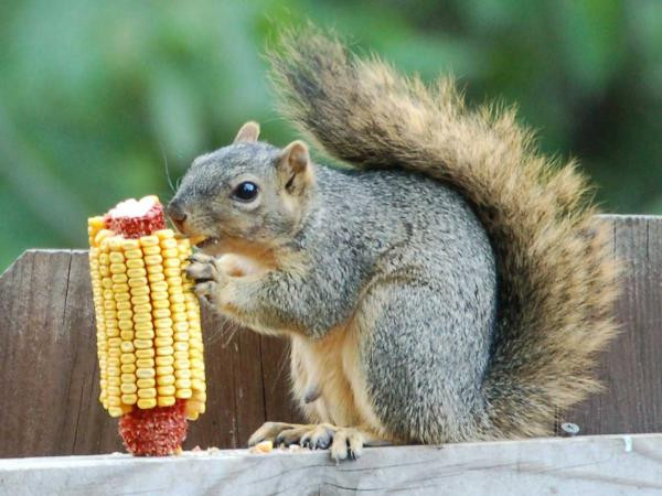 Sống chậm lại: Chuyện kể về lũ sóc trong vườn