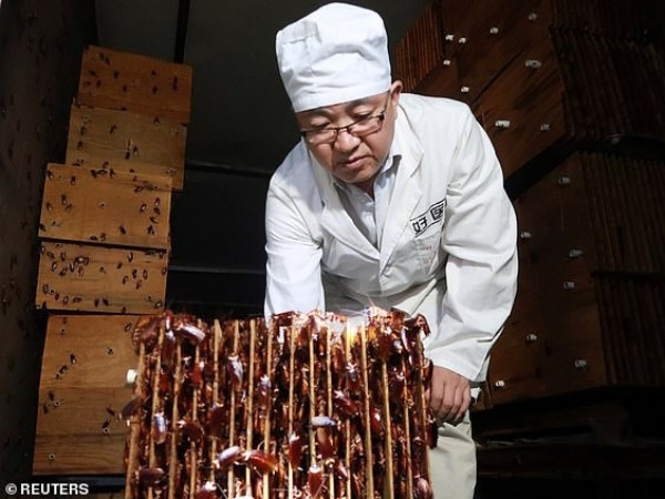 Ai bảo gián vô dụng? Chúng đang giúp thành phố này chén hết 50 tấn thức ăn thừa mỗi ngày đấy!