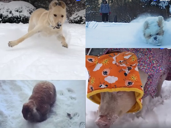 Khoảnh khắc chơi đùa với tuyết khiến bạn không thể ngừng yêu mùa đông