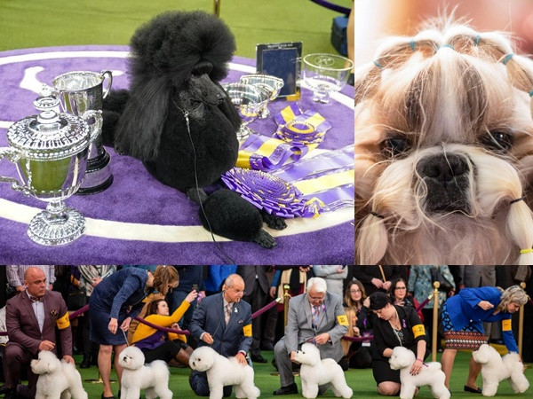 Hàng nghìn thú cưng tham dự cuộc thi chó thuần chủng thế giới
