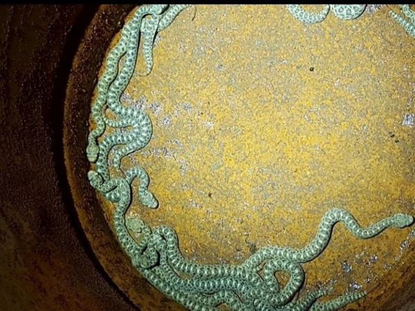 Cha mẹ kinh hãi phát hiện hàng chục con rắn độc lúc nhúc trong đồ chơi của con