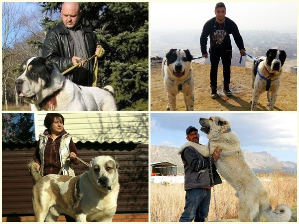 Bạn biết gì về giống chó Alabai khổng lồ?