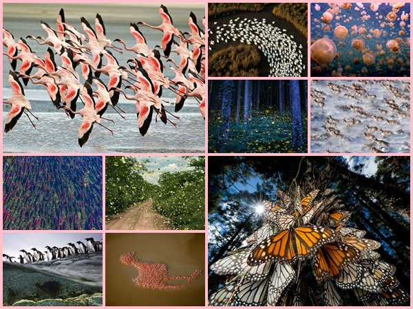 Ngỡ ngàng với hành trình di cư ngoạn mục của các loài động vật