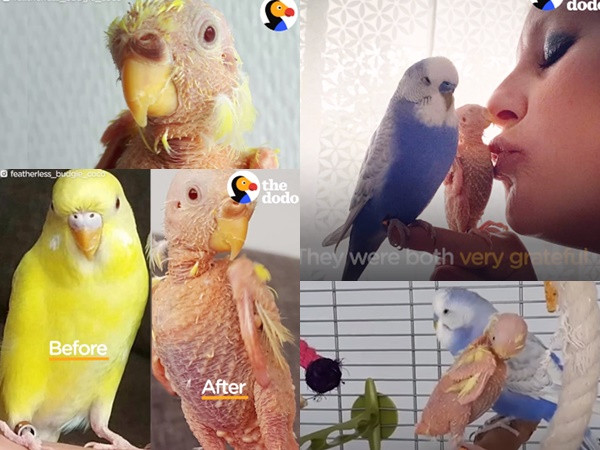 Lựa chọn của trái tim - phiên bản dành riêng cho cô vẹt không lông