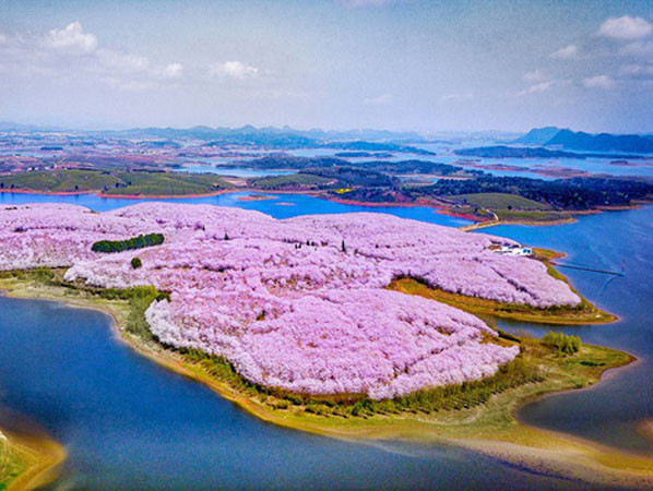 Trung Quốc: Hoa anh đào rực rỡ cuối mùa