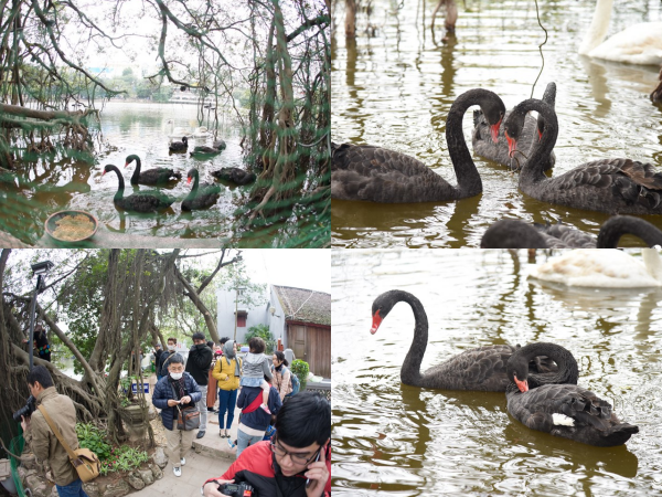 Hà Nội: Bất ngờ xuất hiện đàn chim "lạ" bơi tung tăng giữa Hồ Gươm