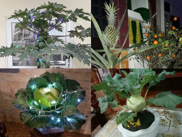 Đào, mai đã là dĩ vãng, rau củ mới là "hot trend" cây cảnh của dịp Tết 2019