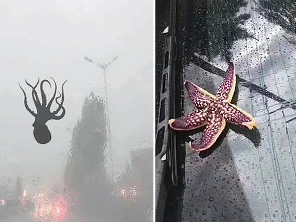 Trung Quốc: Bạch tuộc, sao biển rơi như mưa xuống đường sau bão