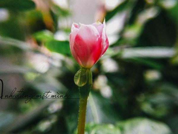 Chụp ảnh xong, muốn xóa phông bằng điện thoại? Dễ ẹc!