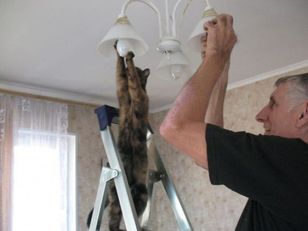 Rút cục thì lũ mèo là yêu quái hay phù thủy phương nào lạc đến đây?