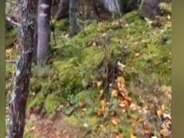 Lạ lùng hiện tượng “rừng biết thở” ở Canada