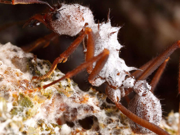 Kiến biết dùng… kháng sinh trước cả con người