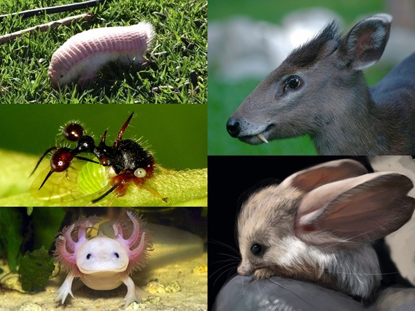 Khám phá thế giới những động vật kỳ lạ 