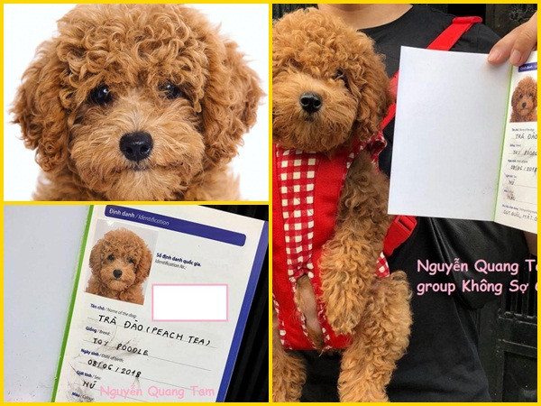 Đưa "boss" đi chụp ảnh thẻ chuẩn quốc tế làm giấy khai sinh, anh chàng khiến dân mạng phát cuồng