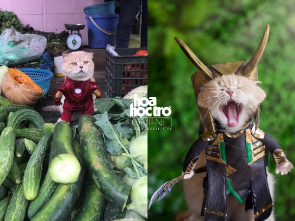 Chán làm "Quàng thượng", chú mèo tên Chó "gia nhập" Vũ trụ điện ảnh Marvel