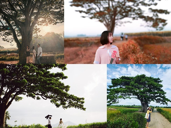 Giới trẻ đô xô tới check-in tại cây cô đơn nổi tiếng sau phim "Mắt Biếc"