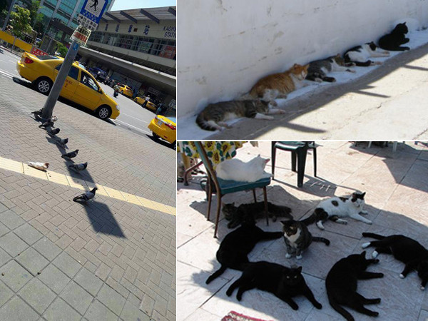 Tuyệt chiêu chống nóng "bá đạo" của động vật 