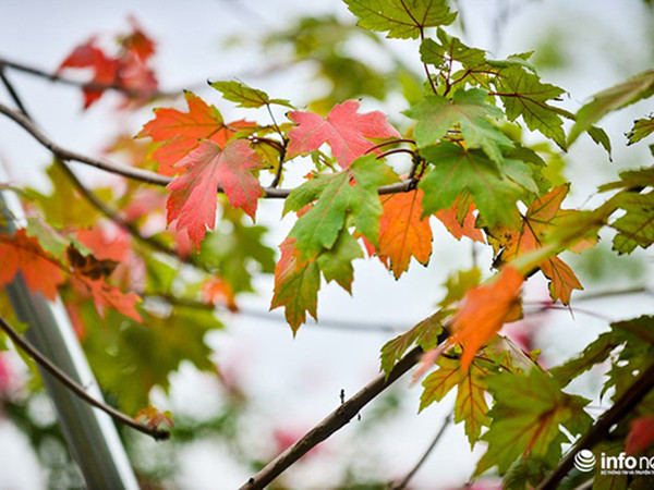 Hàng phong lá đỏ Hà Nội bắt đầu đổi màu