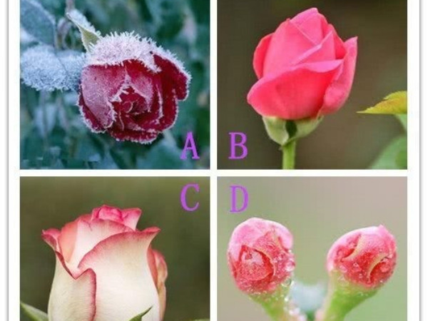 Trắc nghiệm vui: Ai đang đến với bạn trong tháng 1 này?