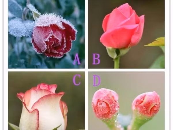 Trắc nghiệm vui: Ai đang đến với bạn trong tháng 1 này?