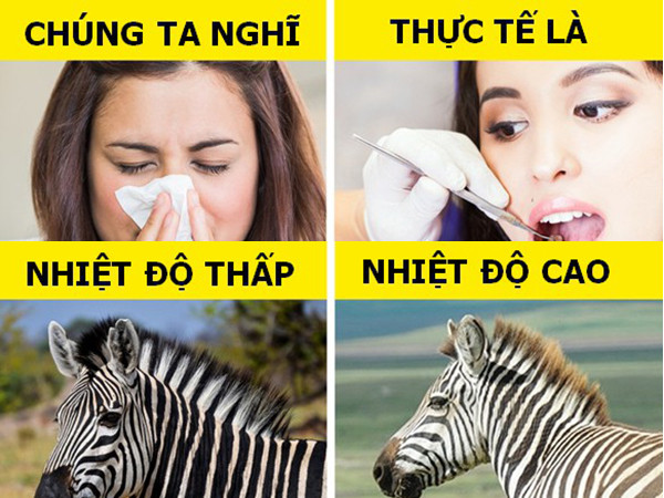 Những kiến thức khoa học sai lệch mà chúng ta đều tin là đúng