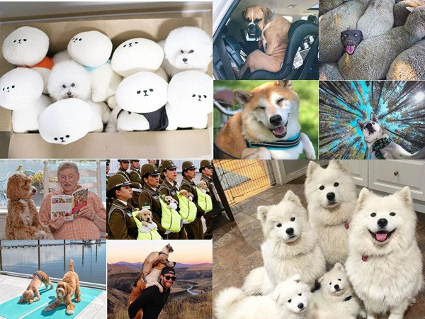 Loạt ảnh đẹp đến tan chảy, chứng minh bạn cần một "con chó" để cuộc sống tốt đẹp hơn