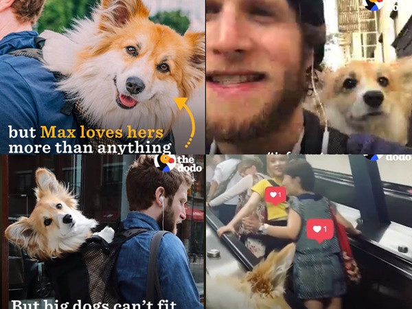 Còn gì bằng khi được "người tình" cõng đi làm hàng ngày