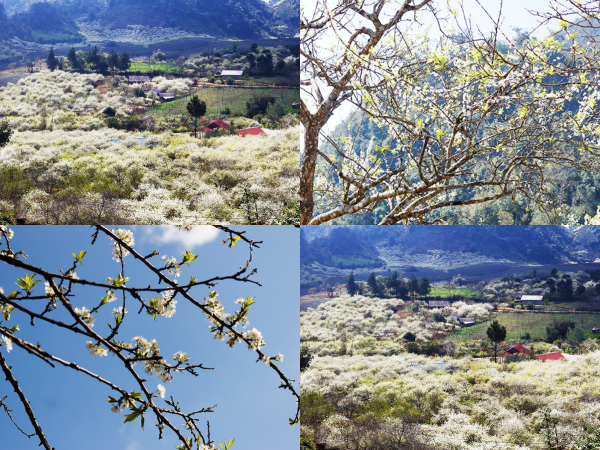 Mùa hoa mận nở trắng trời cao nguyên Mộc Châu