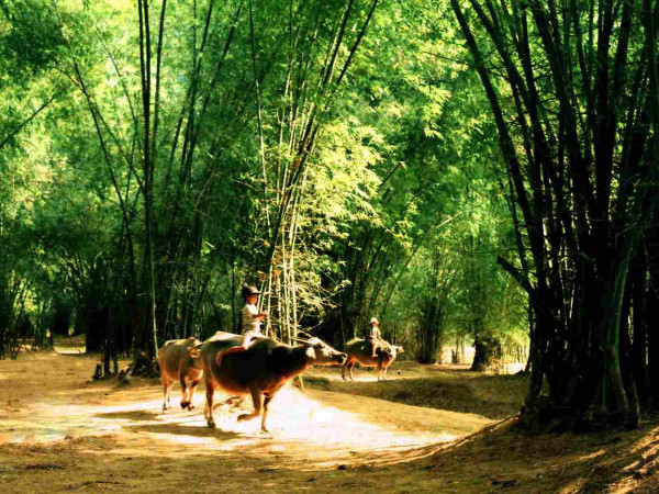 Những mốc thời gian hạnh phúc: Trôi theo khóm tre tuổi thơ