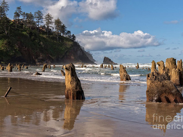 Bí ẩn về “khu rừng ma” 2000 năm tuổi đột nhiên nổi lên trên mặt biển