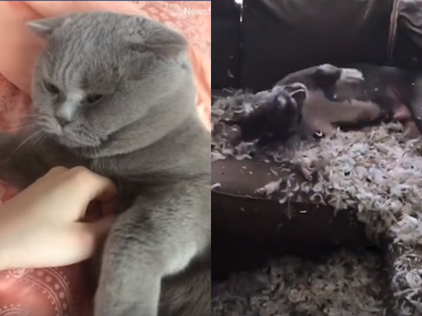 Những tình huống dở khóc dở cười của thú cưng