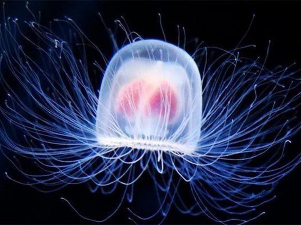 Đâu chỉ có rùa, còn vô số động vật vượt xa con người về khoản sống lâu