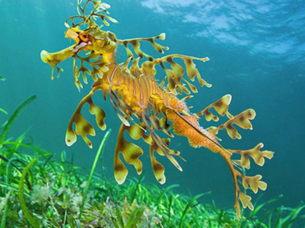 Những con vật có thật trên đời mà cứ ngỡ bước ra từ truyện kỳ ảo