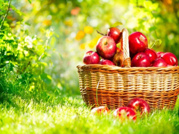 Hóa ra trái táo chúng mình vẫn ăn thường ngày lại "ẩn chứa" rất nhiều điều thú vị