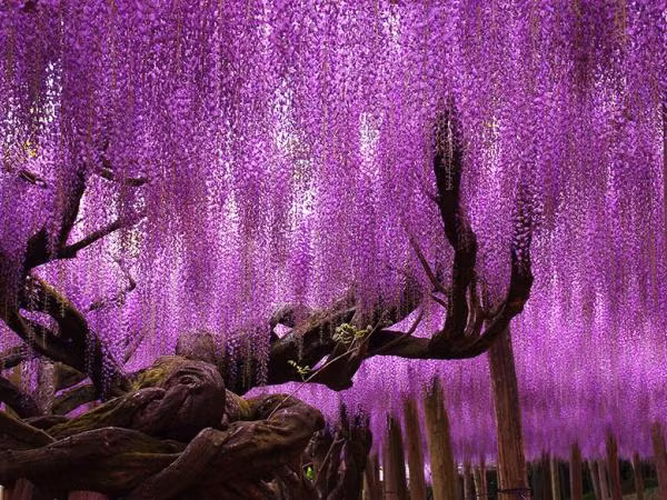Mùa Xuân là dịp để chúng ta chu du khắp thế giới... ngắm cây