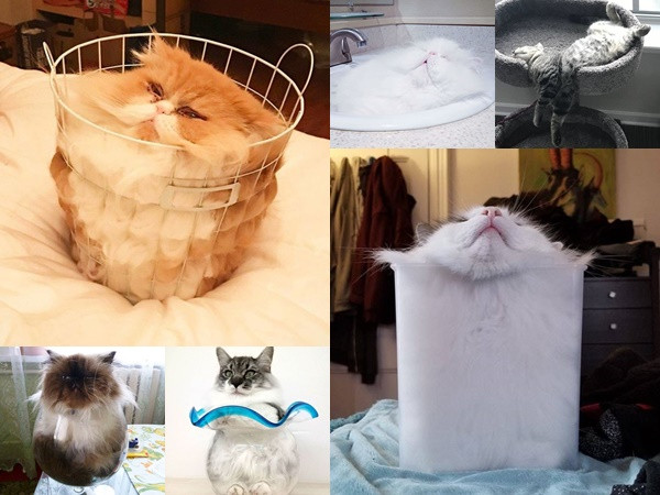 Loạt ảnh hài hước chứng minh mèo là một “loại chất lỏng đặc biệt“