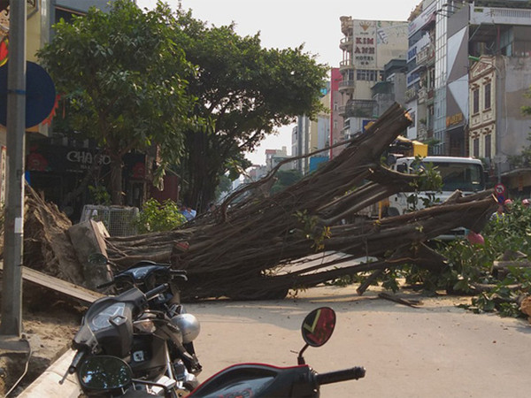 Hà Nội: Cây đa cổ thụ đổ chắn ngang đường, nhiều người hốt hoảng