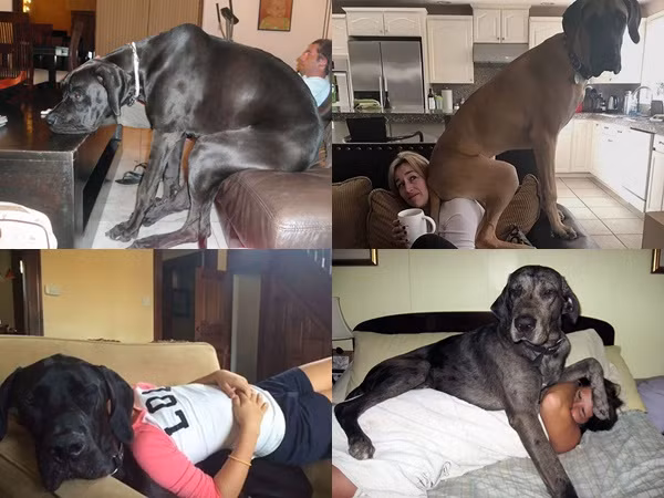 Khi cún cưng của bạn là người khổng lồ