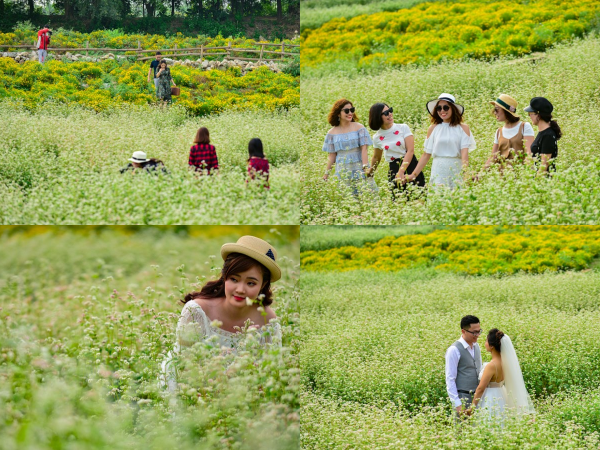 Cận cảnh vườn hoa tam giác mạch nở trái mùa giữa lòng Hà Nội