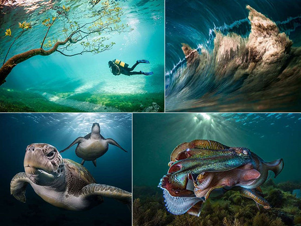 Choáng ngợp với những bức ảnh đẹp mê hồn chụp dưới nước