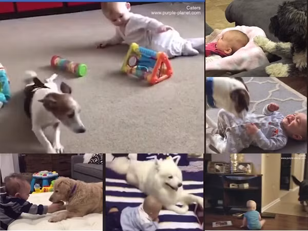 Khoảnh khắc tình bể bình giữa bé yêu và cún cưng