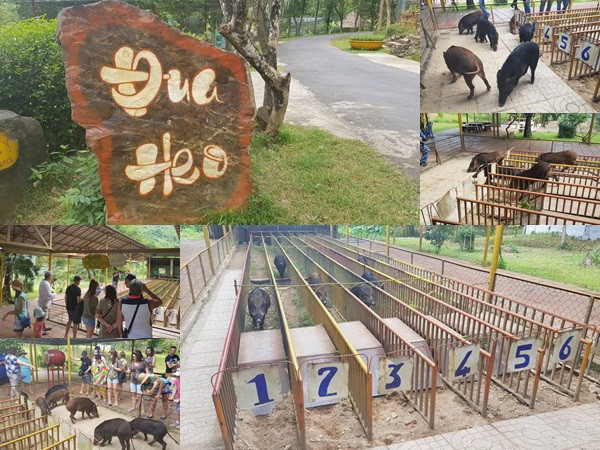 Mùng 2 Tết, cười "bể bụng" với bầy heo đua